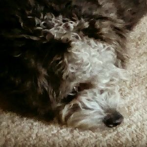 Meet your Posher, Anella